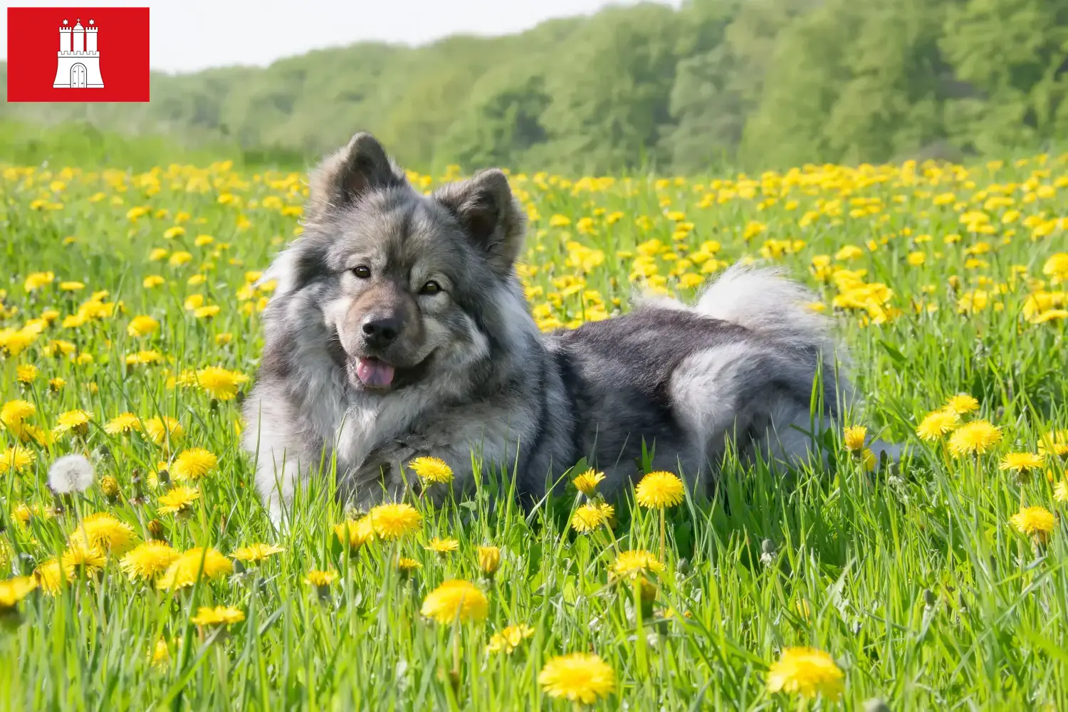 Eurasier puppy's en fokkers Hamburg Vind hier Eurasier fokkers in Hamburg.