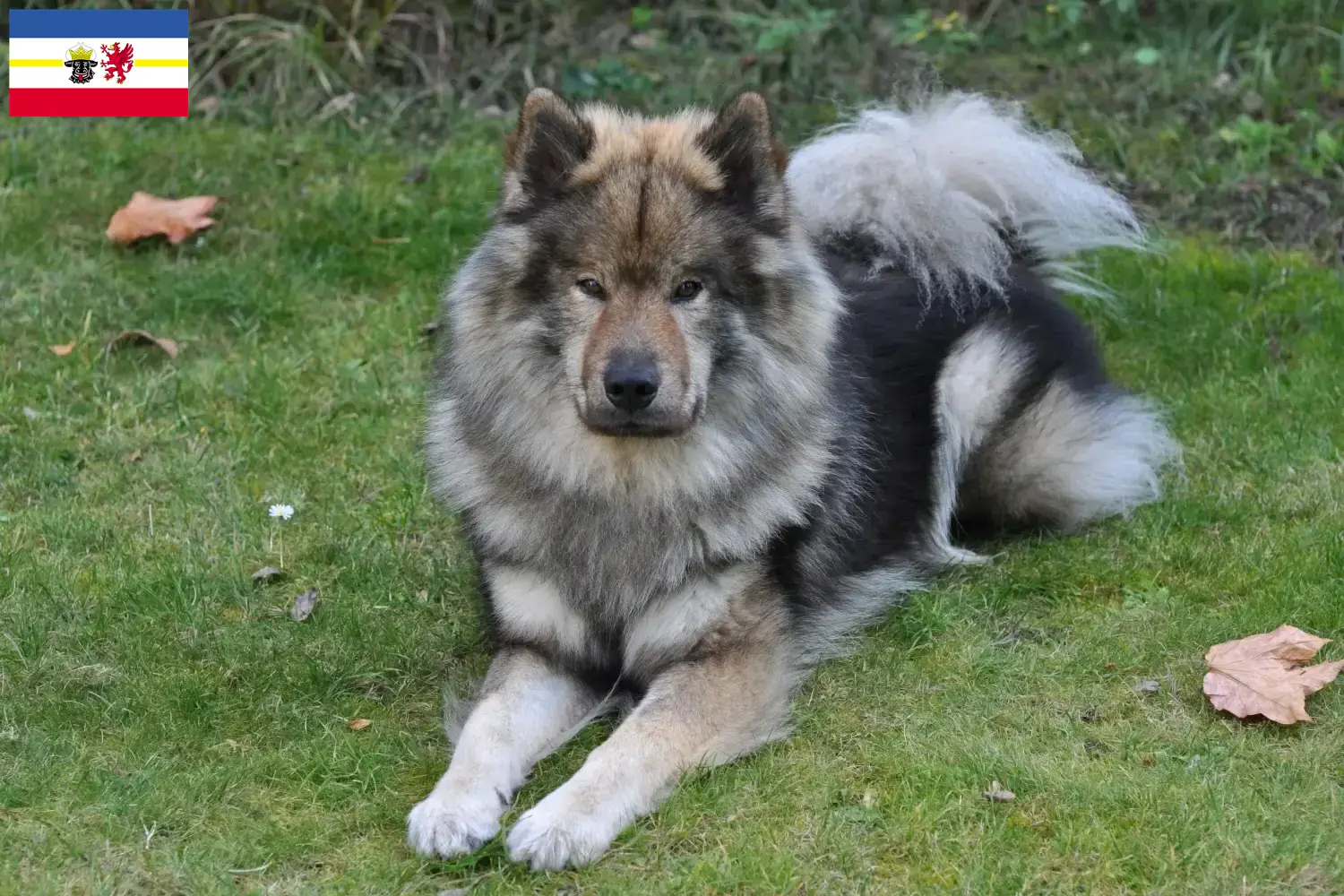 Eurasier puppy's en fokkers Mecklenburg-Vorpommern Zoek naar fokkers van Eurasier in Mecklenburg-Vorpommern.
