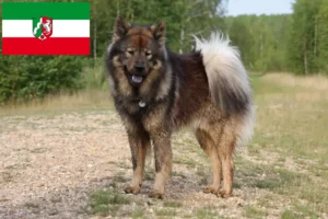 Lees meer over het artikel Eurasier fokkers en pups in Noordrijn-Westfalen