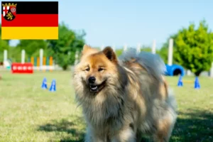 Lees meer over het artikel Eurasier fokkers en pups in Rijnland-Palts