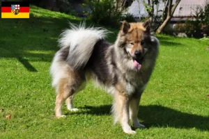 Lees meer over het artikel Eurasier fokkers en pups in Saarland