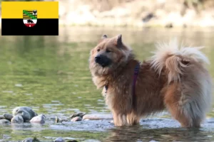 Lees meer over het artikel Eurasier fokkers en pups in Saksen-Anhalt
