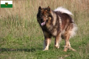 Lees meer over het artikel Eurasier fokkers en pups in Saksen