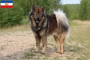 Lees meer over het artikel Eurasier fokkers en pups in Sleeswijk-Holstein