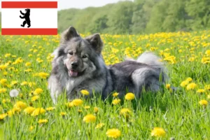 Lees meer over het artikel Eurasier fokker en puppies in Berlijn