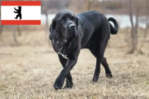 Lees meer over het artikel Fila Brasileiro fokkers en pups in Berlijn