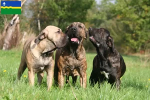 Lees meer over het artikel Fila Brasileiro fokkers en pups in Flevoland