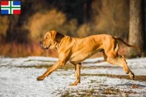 Lees meer over het artikel Fila Brasileiro fokkers en pups in Groningen