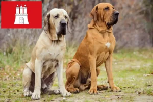 Lees meer over het artikel Fila Brasileiro fokkers en pups in Hamburg