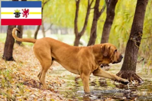 Lees meer over het artikel Fila Brasileiro fokkers en pups in Mecklenburg-Vorpommern