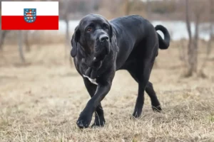 Lees meer over het artikel Fila Brasileiro fokkers en pups in Thüringen