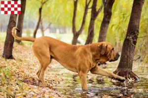 Lees meer over het artikel Fila Brasileiro fokkers en pups in Noord-Brabant