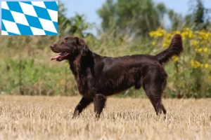 Lees meer over het artikel Flat Coated Retriever fokkers en pups in Beieren