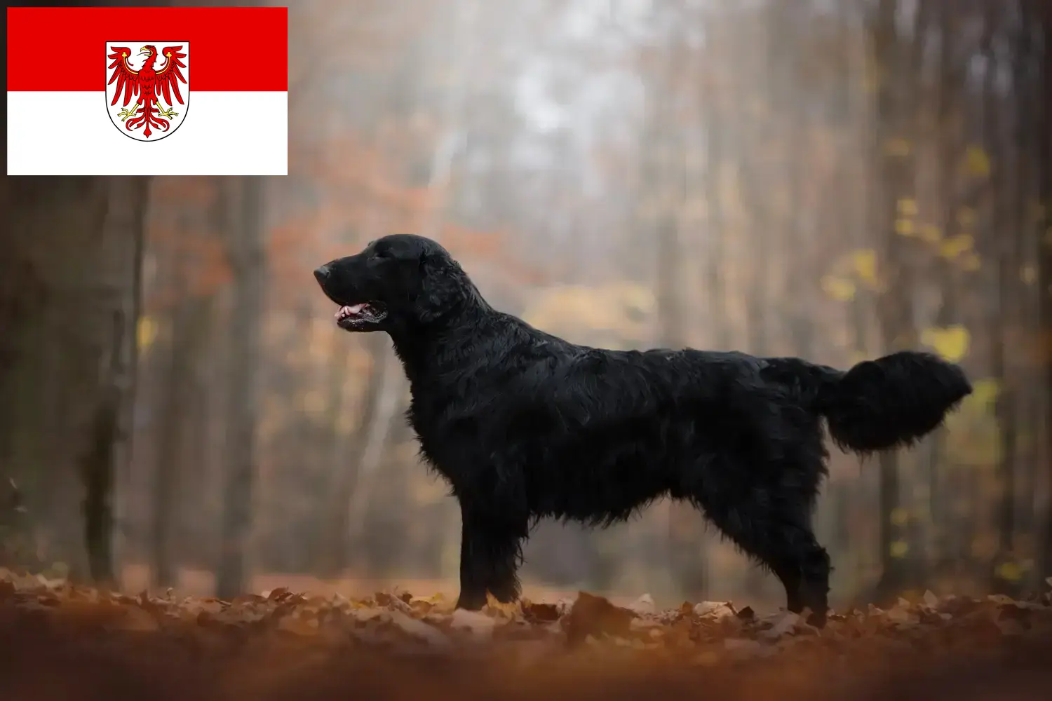 Lees meer over het artikel Flat Coated Retriever fokkers en pups in Brandenburg
