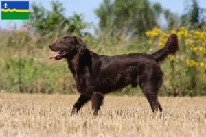 Lees meer over het artikel Flat Coated Retriever fokkers en pups in Flevoland
