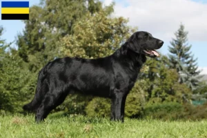 Lees meer over het artikel Flat Coated Retriever fokkers en pups in Gelderland