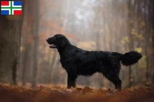 Lees meer over het artikel Flat Coated Retriever fokkers en pups in Groningen