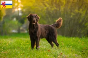 Lees meer over het artikel Flat Coated Retriever fokkers en pups in Limburg