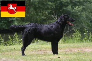 Lees meer over het artikel Flat Coated Retriever fokkers en pups in Nedersaksen