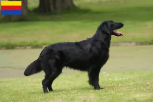 Lees meer over het artikel Flat Coated Retriever fokkers en pups in Noord-Holland