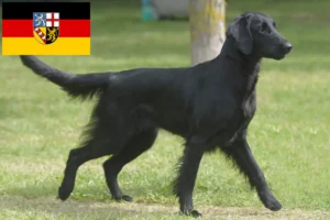 Lees meer over het artikel Flat Coated Retriever fokkers en pups in Saarland