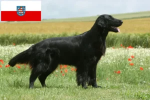 Lees meer over het artikel Flat Coated Retriever fokkers en pups in Thüringen