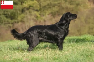 Lees meer over het artikel Flat Coated Retriever fokkers en pups in Utrecht