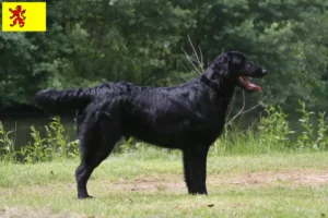 Lees meer over het artikel Flat Coated Retriever fokkers en pups in Zuid-Holland