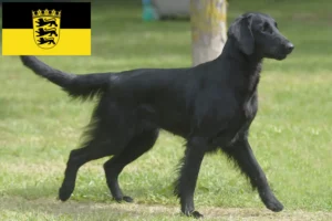 Lees meer over het artikel Flat Coated Retriever fokkers en pups in Baden-Württemberg