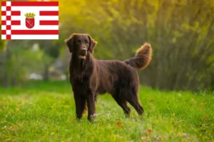 Lees meer over het artikel Flat Coated Retriever fokkers en pups in Bremen