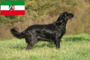 Lees meer over het artikel Flat Coated Retriever fokkers en pups in Noordrijn-Westfalen