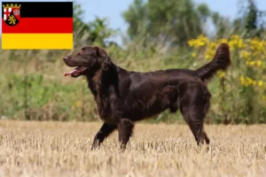Lees meer over het artikel Flat Coated Retriever fokkers en pups in Rijnland-Palts