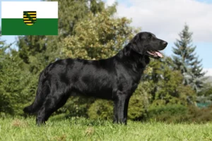 Lees meer over het artikel Flat Coated Retriever fokkers en pups in Saksen