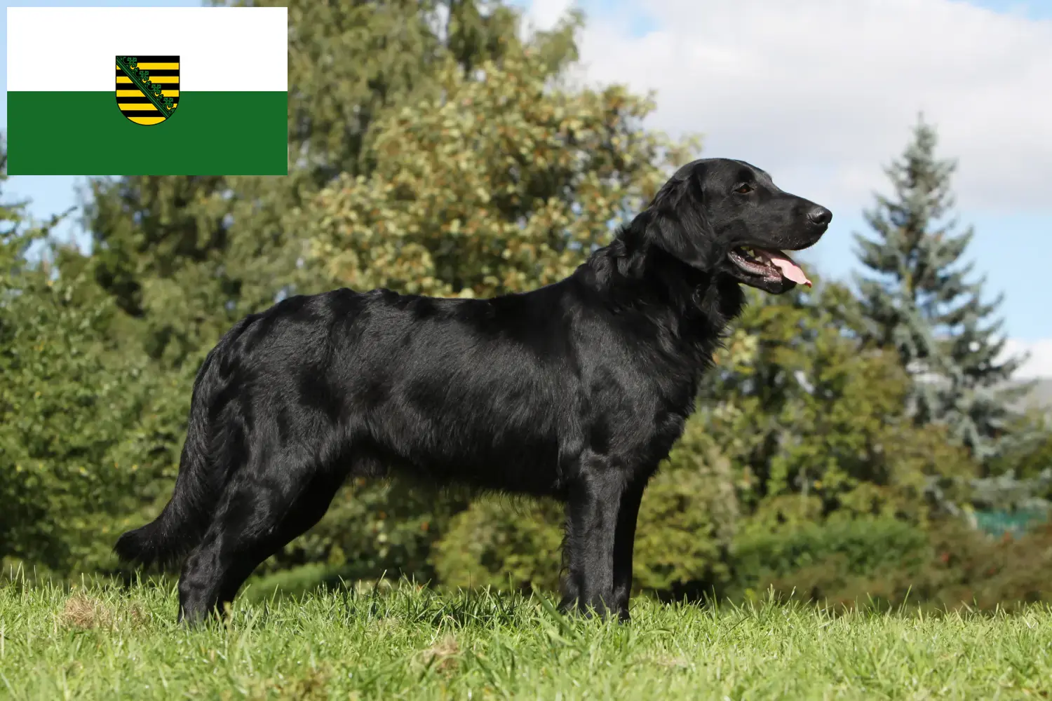 Flat Coated Retriever puppies en fokkers Saksen Hier vind je Flat Coated Retriever fokkers in Saksen.