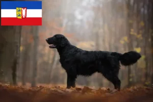 Lees meer over het artikel Flat Coated Retriever fokkers en pups in Sleeswijk-Holstein