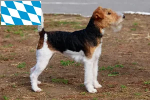 Lees meer over het artikel Fox Terrier fokkers en puppies in Beieren