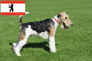 Lees meer over het artikel Fox Terrier fokkers en pups in Berlijn