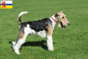 Lees meer over het artikel Fox Terrier fokkers en pups in Limburg