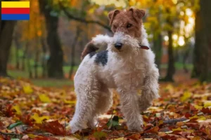 Lees meer over het artikel Fox Terrier fokkers en pups in Noord-Holland