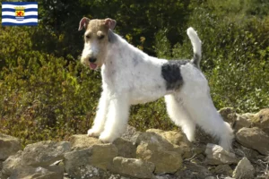 Lees meer over het artikel Fox Terrier fokkers en pups in Zeeland