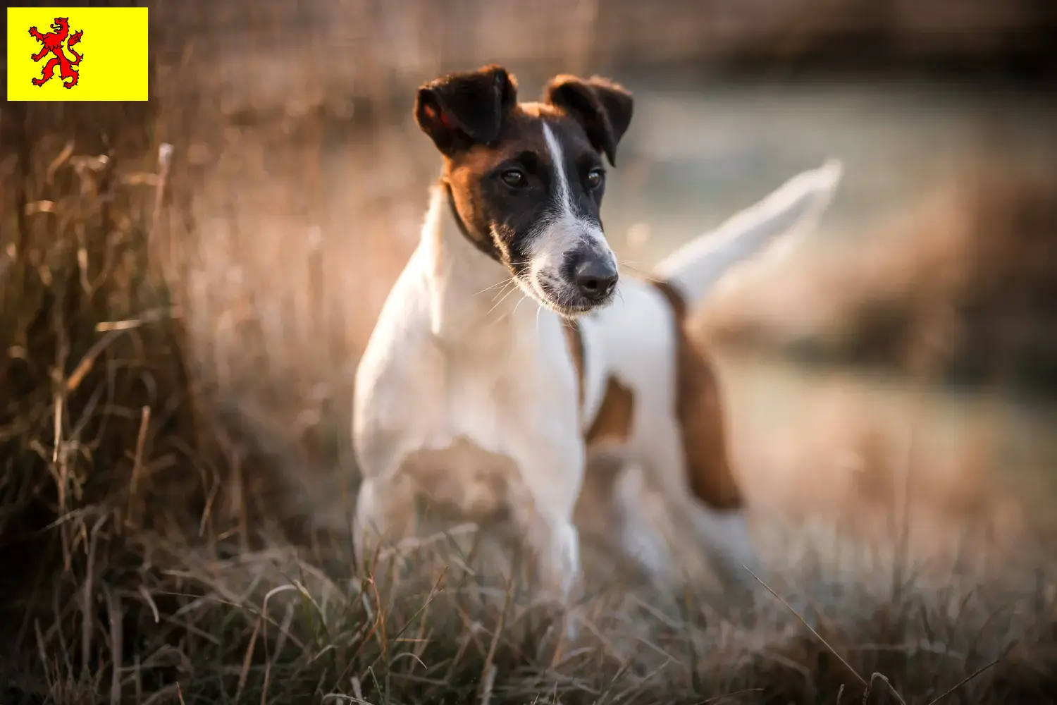Lees meer over het artikel Fox Terrier fokkers en pups in Zuid-Holland