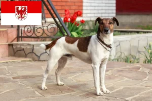 Lees meer over het artikel Fox Terrier fokkers en pups in Brandenburg