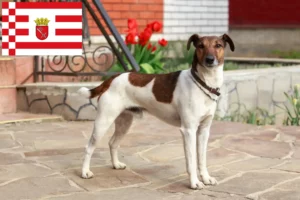 Lees meer over het artikel Fox Terrier fokkers en pups in Bremen