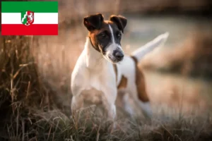 Lees meer over het artikel Fox Terrier fokkers en pups in Noordrijn-Westfalen