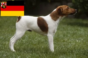 Lees meer over het artikel Fox Terrier fokkers en pups in Rijnland-Palts