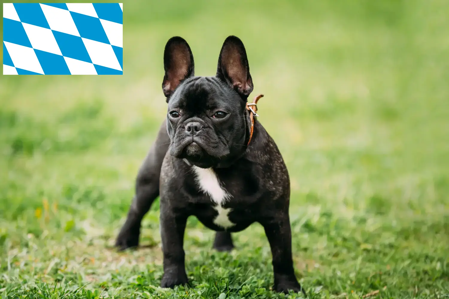 Franse Bulldog puppies en fokker Bavaria Hier vind je fokkers van Franse Bulldoggen in Beieren.