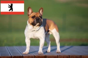 Lees meer over het artikel Franse Bulldog fokkers en puppies in Berlijn