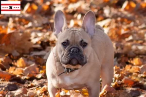 Lees meer over het artikel Franse Bulldog fokkers en pups in Drenthe