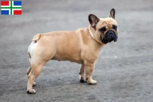 Lees meer over het artikel Franse Bulldog fokkers en pups in Groningen