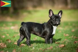 Lees meer over het artikel Franse Bulldog fokkers en puppies in Guyana